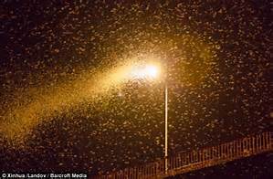 streetlamp-bugs