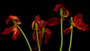 Dried Tulips